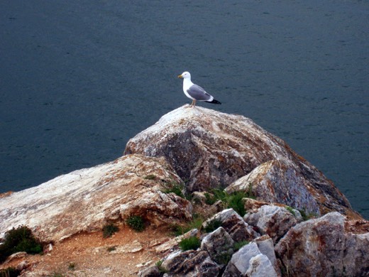 A gull over Baikal